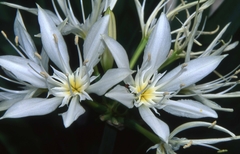 Pancratium illyricum