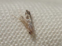 Cameraria ohridella