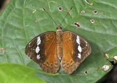 Euriphene