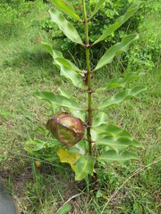Pachycarpus appendiculatus