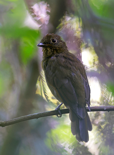 Foothill Schiffornis