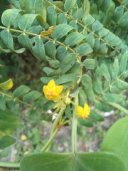Heterostemma siamicum
