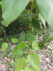 Heterostemma siamicum