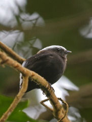 Lepidothrix isidorei