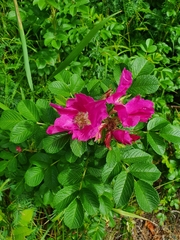 Rosa rugosa