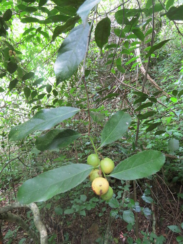 Rawsonia lucida image