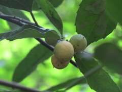 Rawsonia lucida image