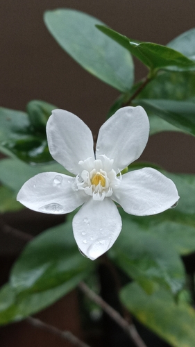 Wrightia antidysenterica