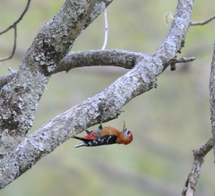 Dendrocopos himalayensis