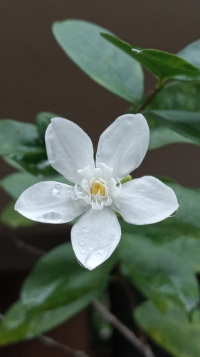 Wrightia antidysenterica
