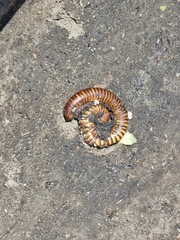 Thyropygus allevatus