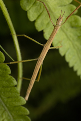 Clitumninae