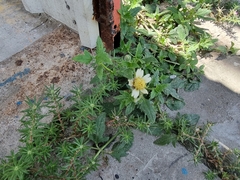 Tridax procumbens