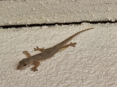 Hemidactylus platyurus