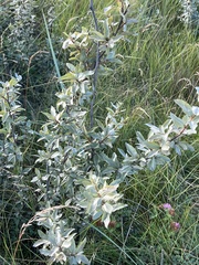 Elaeagnus commutata