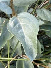 Elaeagnus commutata