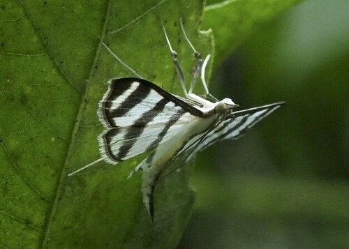 Zebra Pyrale