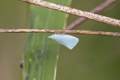 Colgaroides acuminata