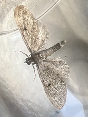 Eupithecia tripunctaria