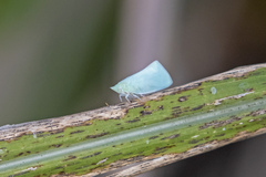 Colgaroides acuminata