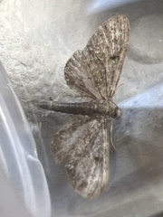 Eupithecia tripunctaria