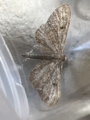 Eupithecia tripunctaria