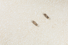 Clitumninae