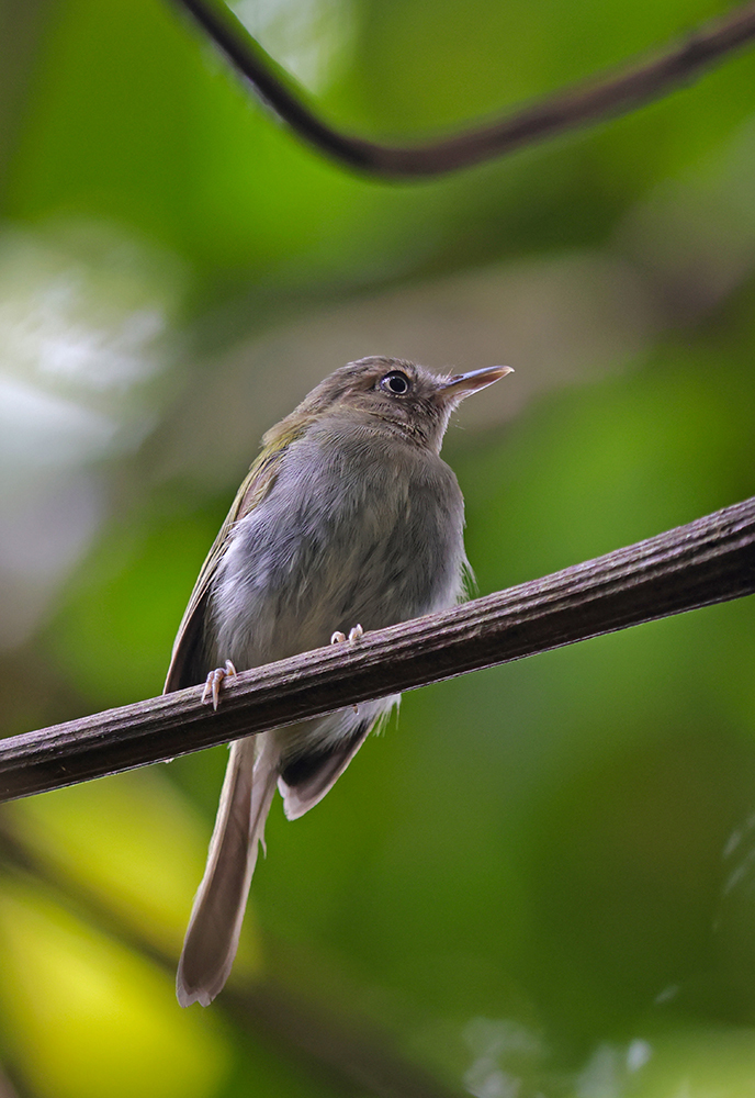 Buff-throated Tody-Tyrant illustration