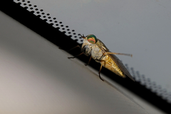 Tabanus nigrovittatus