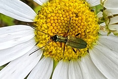 Chrysanthia geniculata