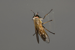 Tabanus nigrovittatus