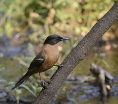 Heterophasia capistrata