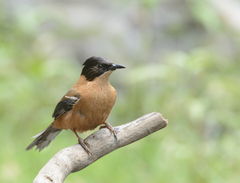 Heterophasia capistrata