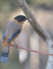 Heterophasia capistrata