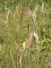 Danthonia intermedia riabuschinskii