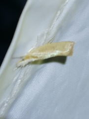 Ypsolopha lucella