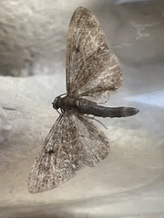 Eupithecia tripunctaria