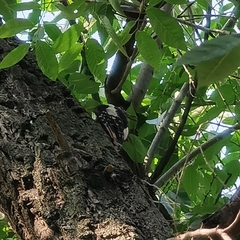 Dendrocopos major