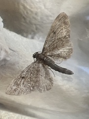 Eupithecia tripunctaria