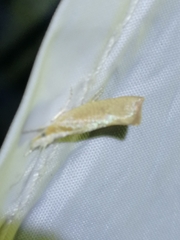 Ypsolopha lucella
