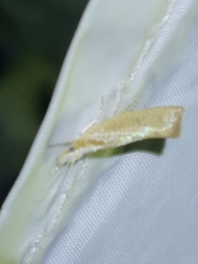 Ypsolopha lucella