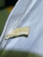 Ypsolopha lucella