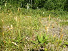 Danthonia intermedia riabuschinskii
