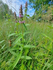 Stachys palustris