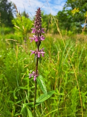 Stachys palustris