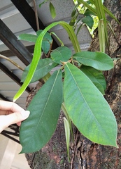 Ficus drupacea