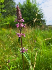 Stachys palustris