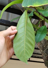 Ficus drupacea