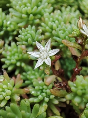 Sedum pallidum