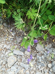 Aconitum delphiniifolium